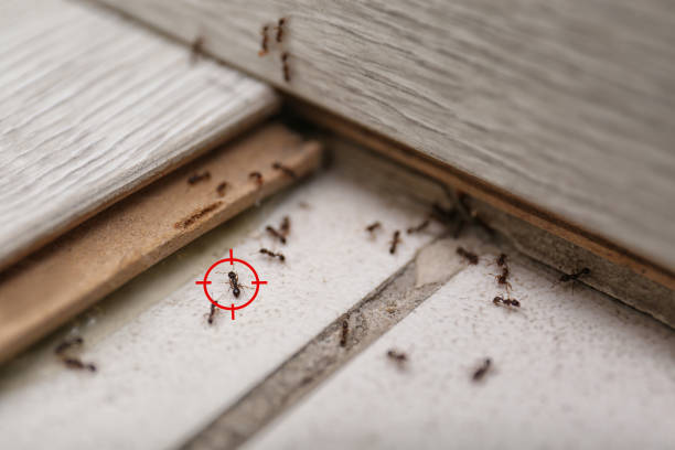 Best Affordable Pest Control Services  in Larchmont, NY
