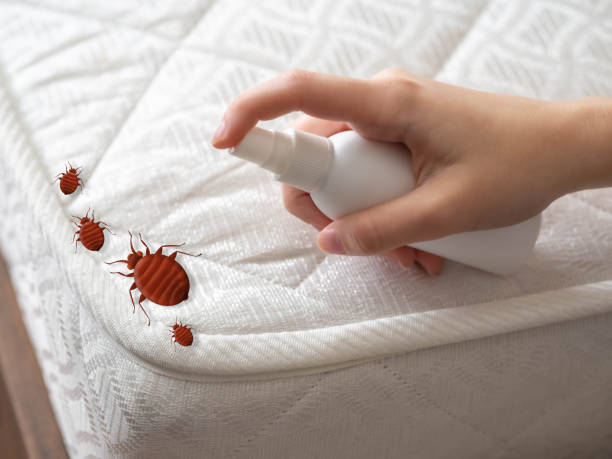 Best Spider Control Near Me  in Larchmont, NY