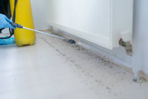 Best Flea Control Services  in Larchmont, NY